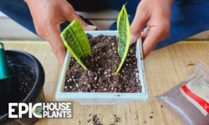 The Ultimate Guide to Propagating Snake Plant in Soil