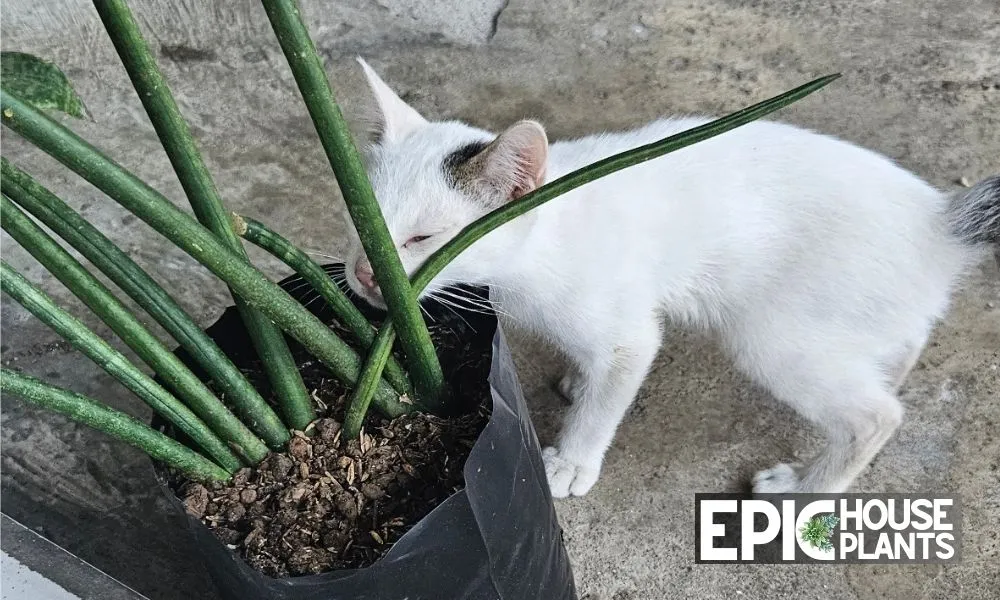 Are Snake Plants Toxic to Cat - African Spear Plant - White Cat