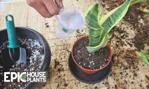 Water Your Newly Planted Divisions - How to Separate a Snake Plant Step by Step