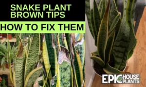 Snake Plant Brown Tips - Causes of Snake Plant Brown Tips