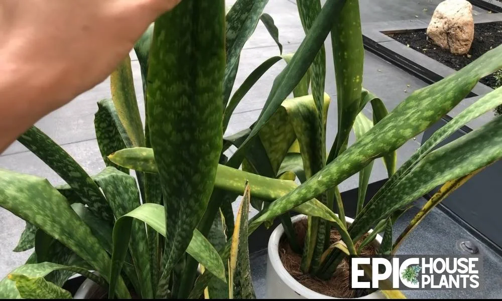 how to fix snake plant drooping