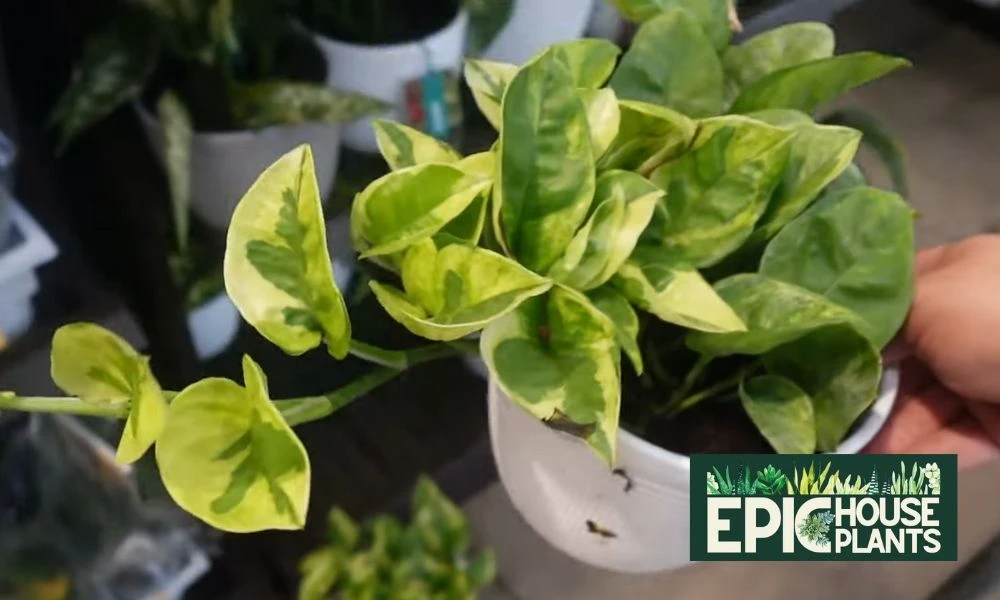 Lemon Meringue Pothos - Variegated Pothos Types - epichouseplants