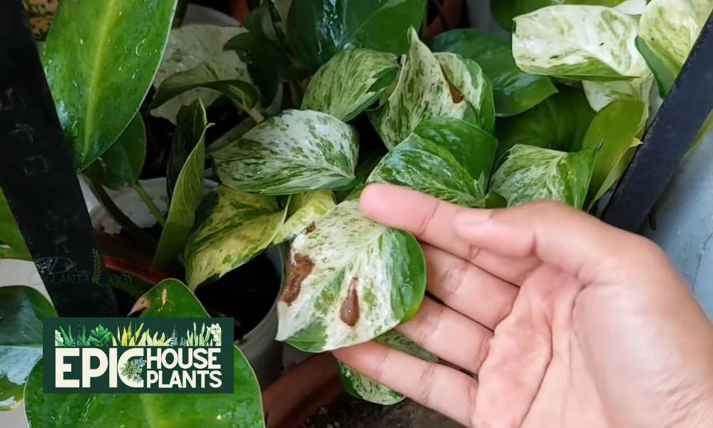 Pothos Leaves brown SPOTS caused by fungus - epichouseplants