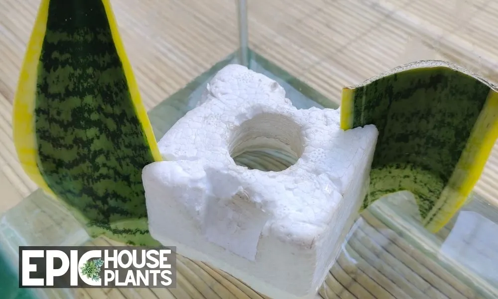Boosting Snake Plant Water Propagation using styrofoam