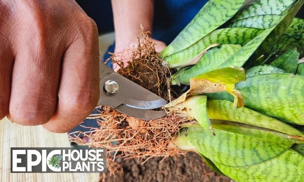 Check the Roots - how to repot snake plant