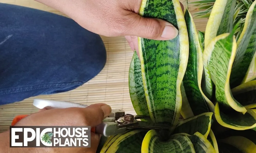 Cut the leaf using prune shears - propagating snake plant in water