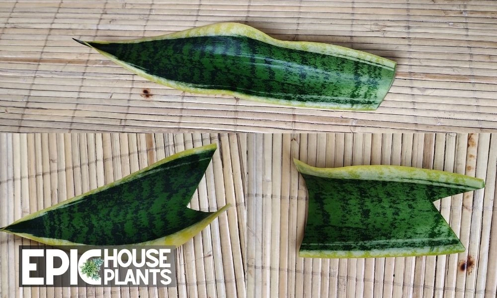 Cutting the Leaf - propagating snake plant in water