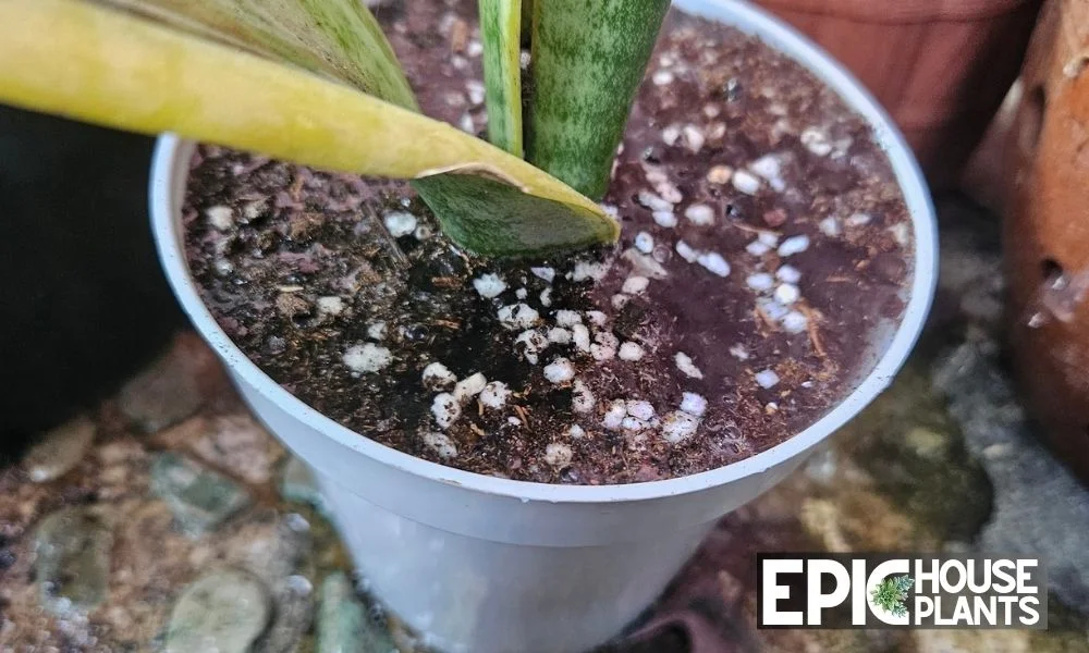 How to Fix an Overwatered Snake Plant