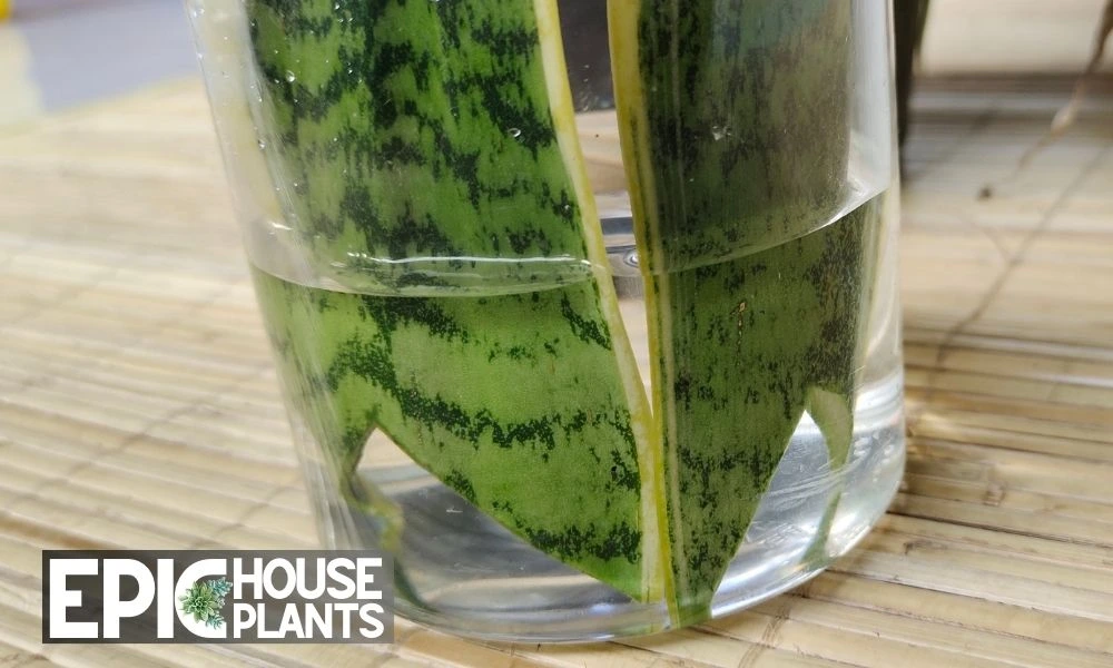 Hydrating the Cuttings - how to propagate snake plant in water