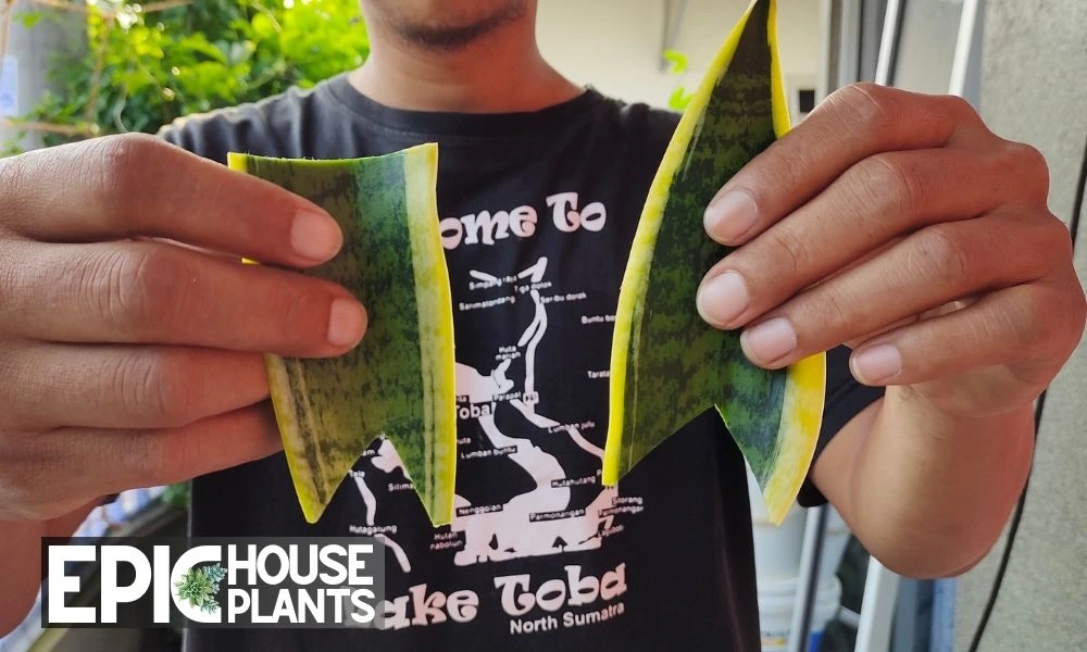 Let the Cuttings Callous - propagating snake plant in water