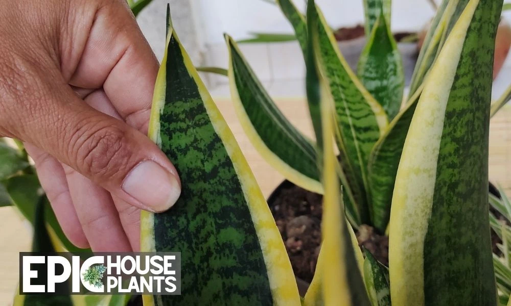 Selecting the Leaf - how to propagate snake plant in water