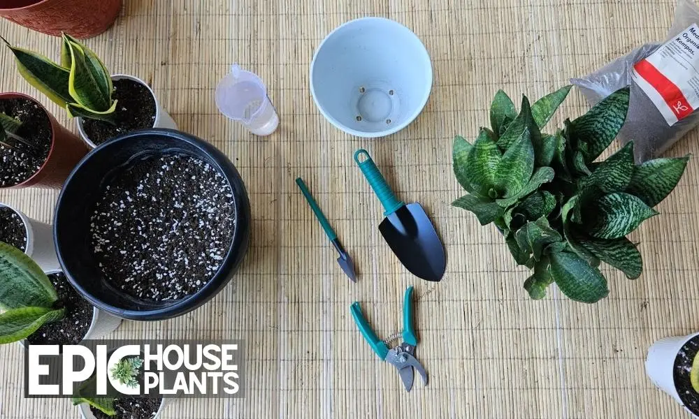 Snake Plant Repotting Toolkit - how to repot snake plant
