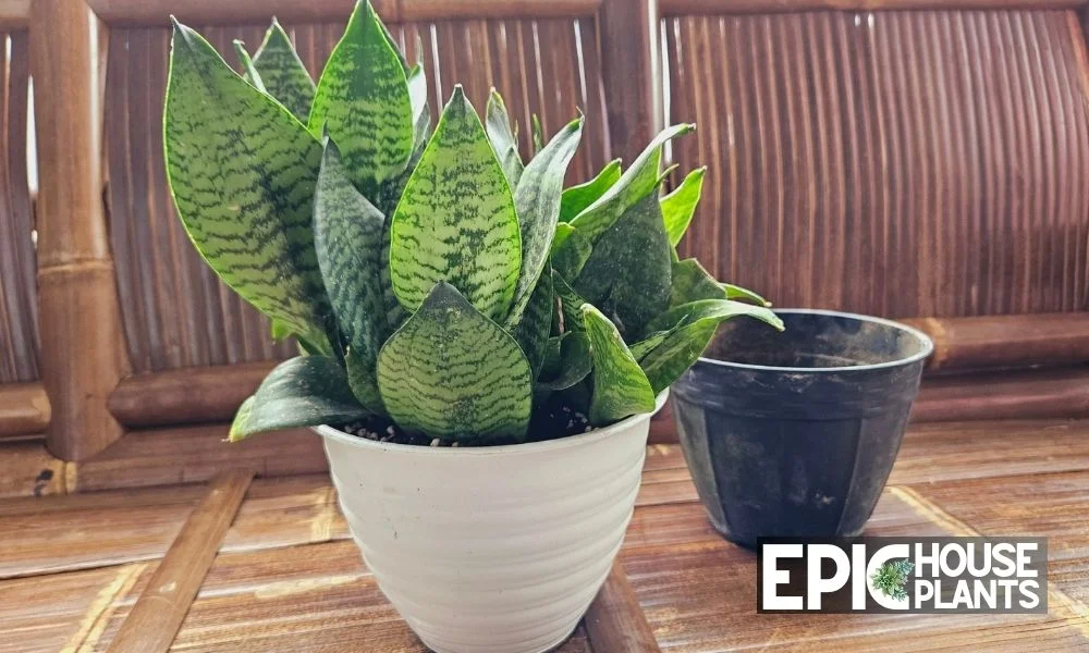 Time to Move In - repotting a snake plant