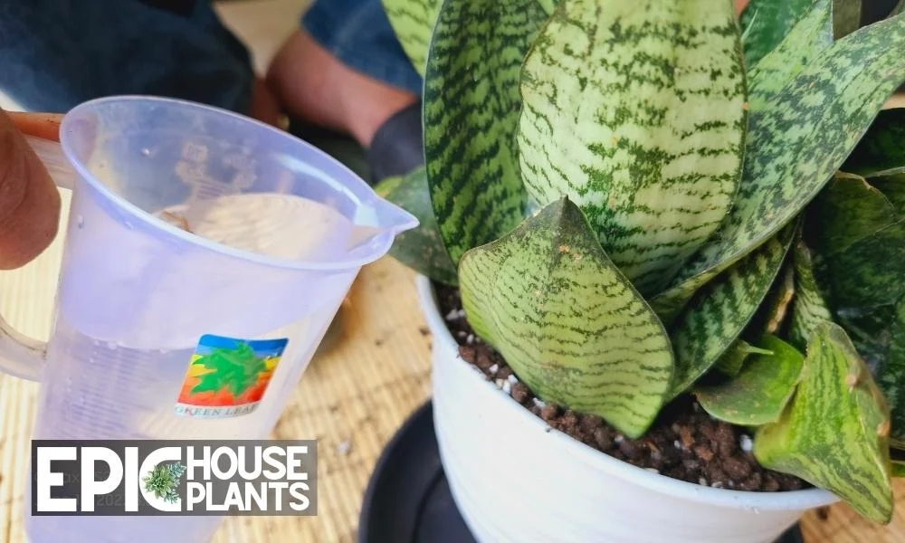 Water wise Post Repotting Snake Plant Care - repotting a snake plant