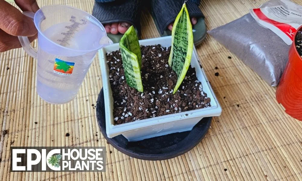 hydrate your cuttings with a good watering - Propagating Snake Plant in Soil