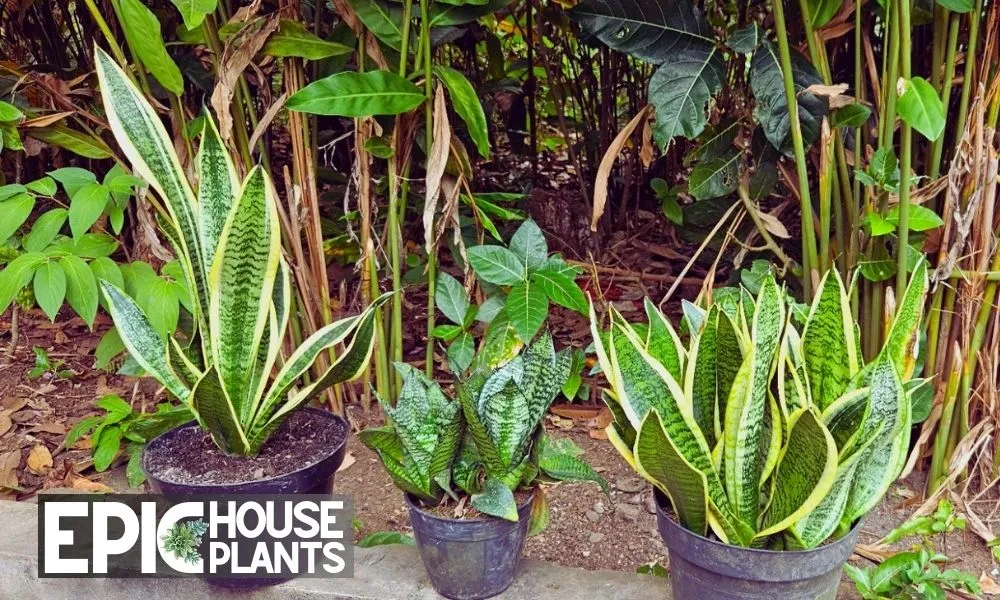 Can Snake Plants Live Outside - Moving Snake Plants from Indoors to Outdoors