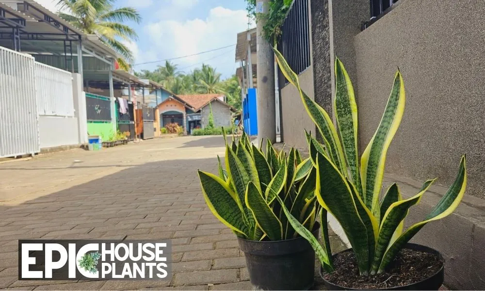 Can Snake Plants Live Outside - Winter and Summer Challenges