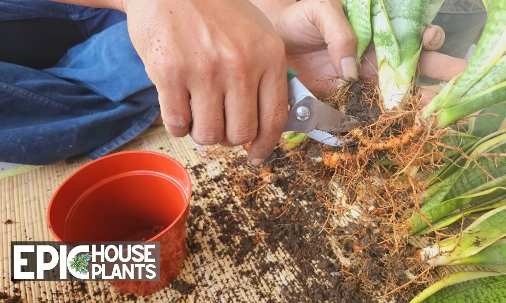 Cut the Rhizomes to Separate the Plant - How to Separate a Snake Plant Step by Step