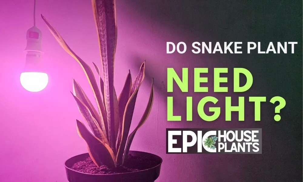 Do Snake Plants Need Light