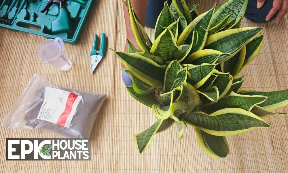 Gather Tools and Materials - How to Separate a Snake Plant Step by Step