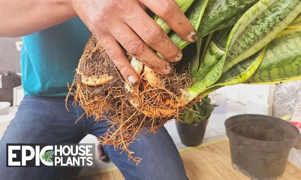 Loosen the Rootball and Remove Excess Soil - How to Separate a Snake Plant Step by Step