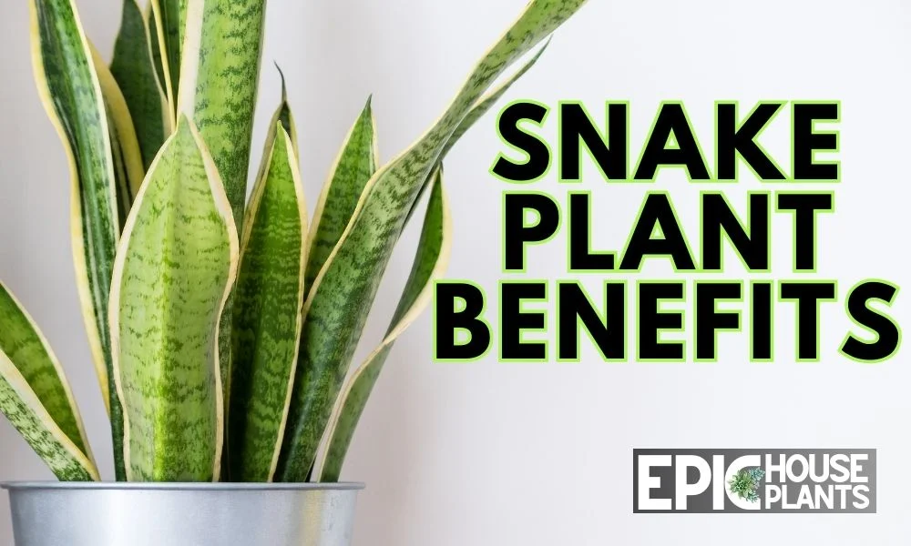 The 4 Astounding Snake Plant Benefits - what are the benefits of snake plants