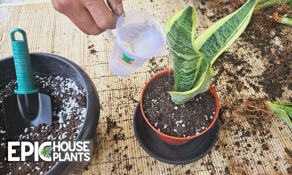 Water Your Newly Planted Divisions - How to Separate a Snake Plant Step by Step