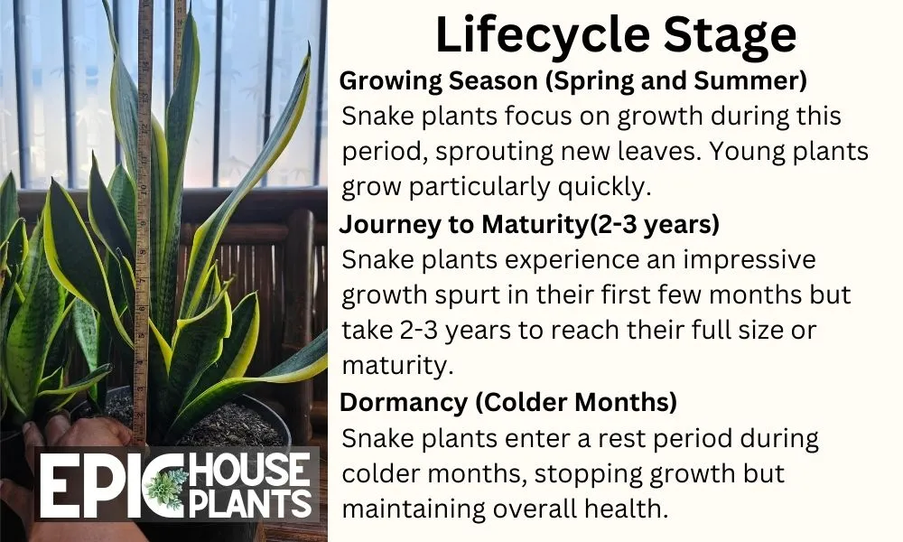 how does a snake plant grow