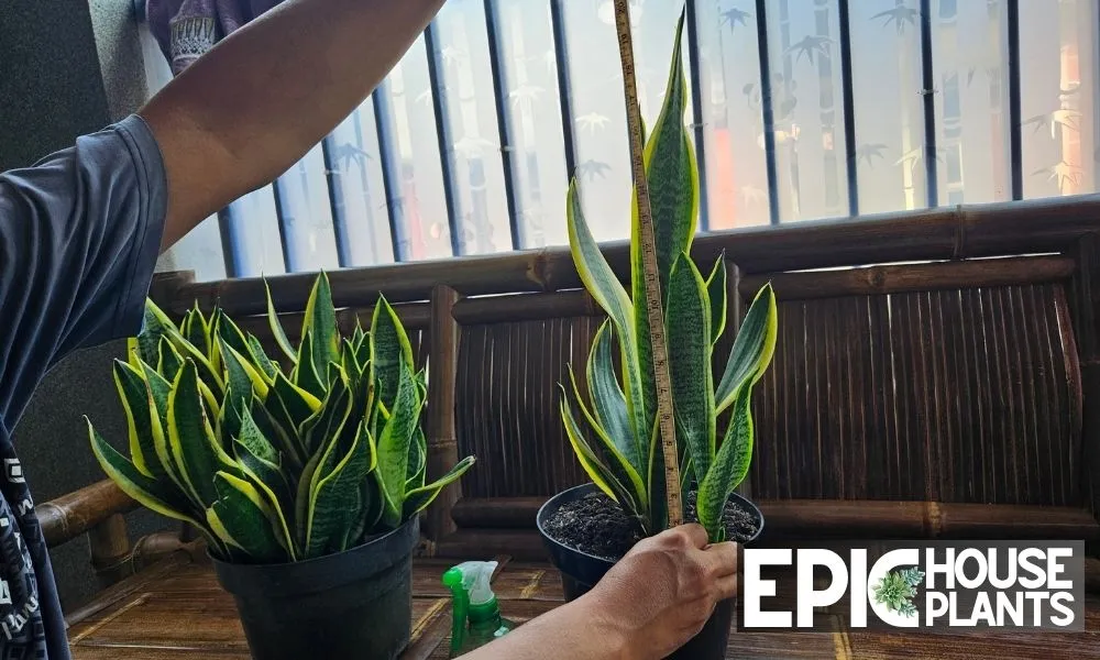 how fast does a snake plant grow