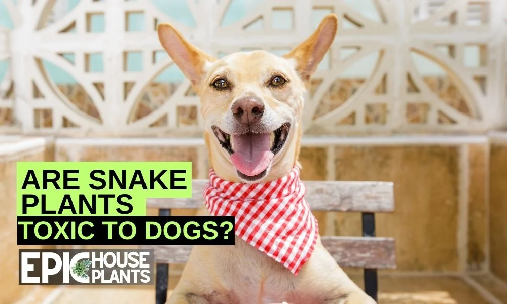 Are Snake Plants Toxic to Dogs