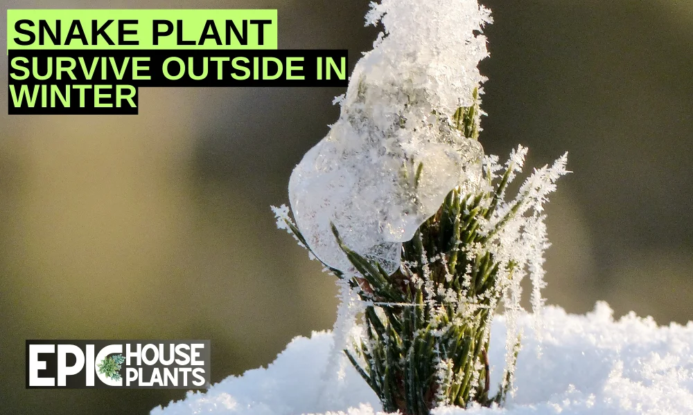 Can Snake Plants Survive Outside In Winter