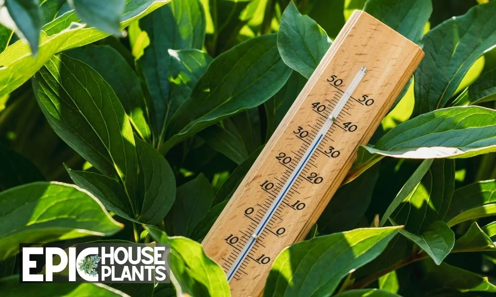 Extreme Temperature Changes - Epic House Plants