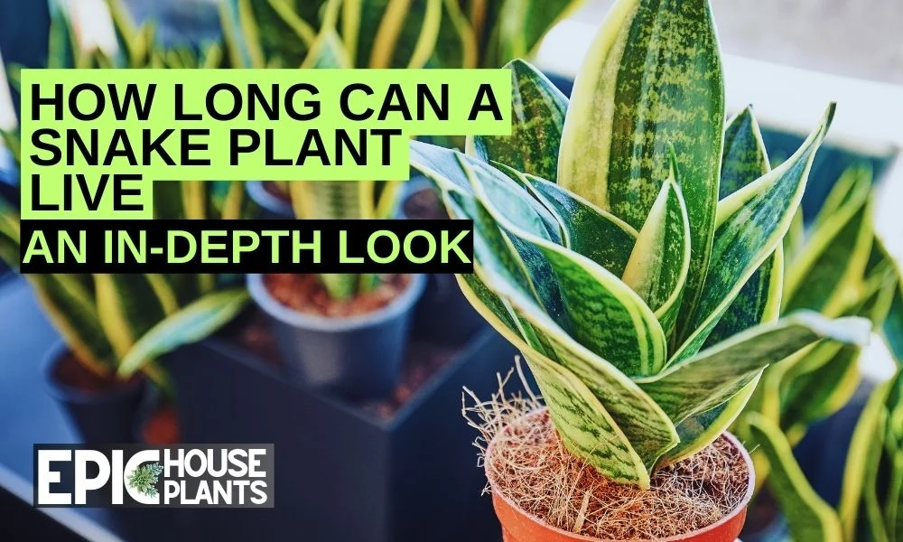 How Long Can a Snake Plant Live - The Life Cycle of a Snake Plant