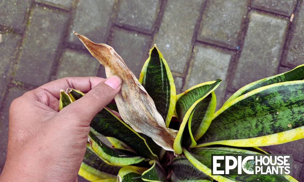 How To Save A Dying Snake Plant after Repotting