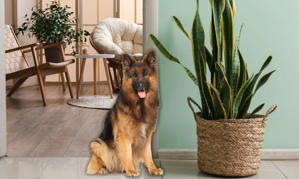 How to Keep Your Dog Safe Around Houseplants