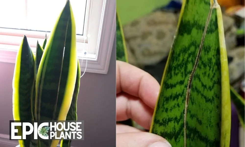 Identifying Snake Plant Splitting Leaves