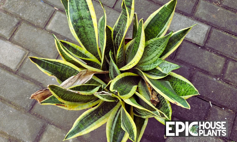 Snake Plant Dying - Understanding the Signs and Solutions