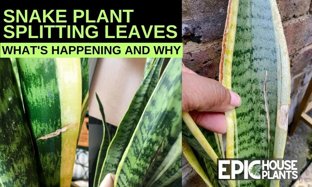 The Curious Case of the Snake Plant Splitting