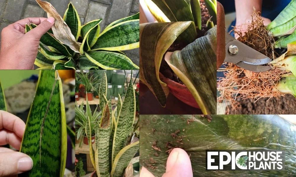 11 Common Snake Plant Problems With Pictures and How to Fix Them