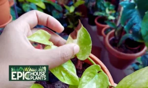 Reasons Why Pothos Leaves Turning Brown - Epichouseplants