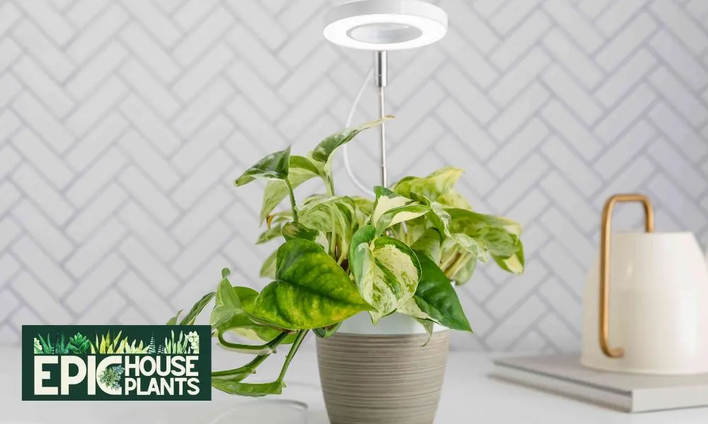 Artificial Light For Growing Pothos Indoor - Pothos Light Needs