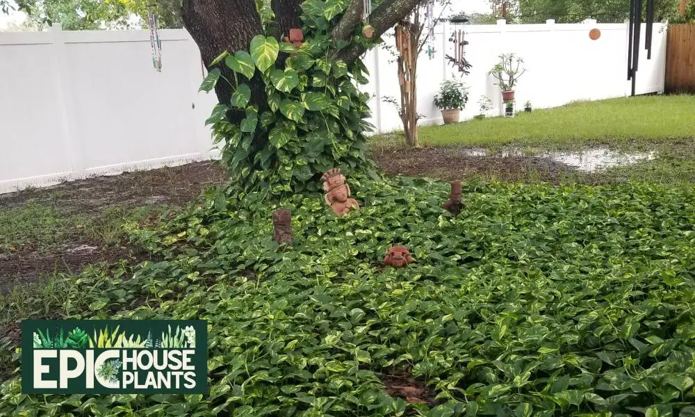 Can Pothos Live Outside - Ground Cover