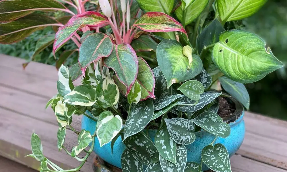 Can Pothos Live Outside - Mixed Planters