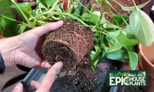 Fix Your Rootbound Pothos with These 2 Simple Solutions