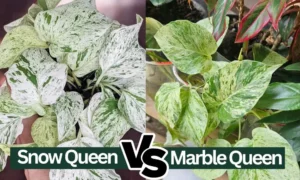 Snow Queen vs Marble Queen Pothos