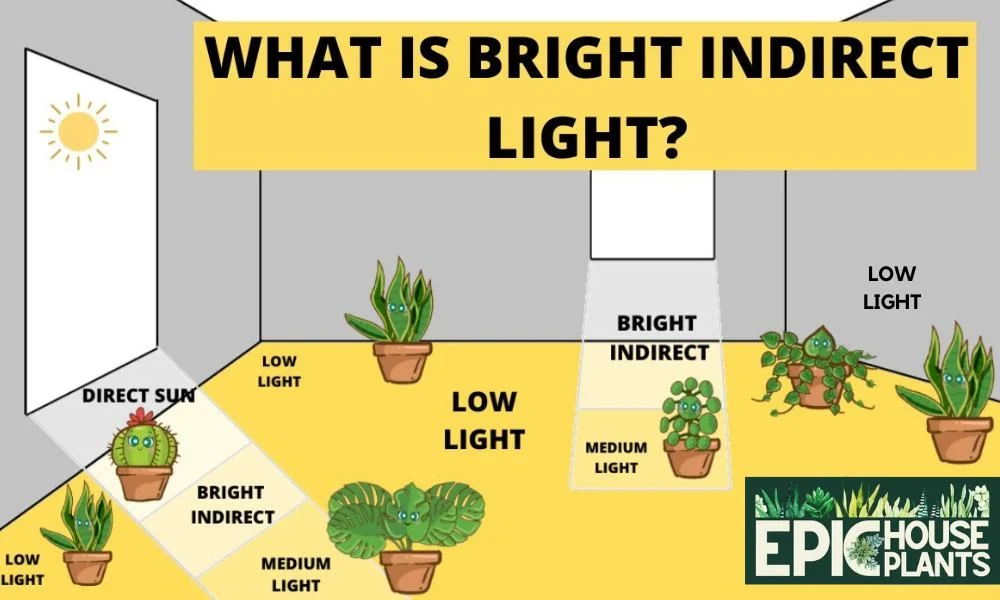 What is Bright Indirect Light - Epichouseplants